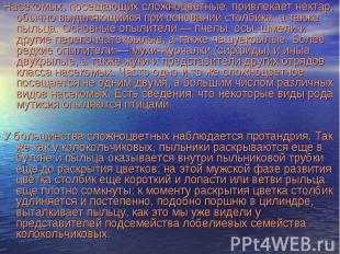 Насекомых, посещающих сложноцветные, привлекает нектар, обычно выделяющийся при