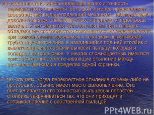 Из особенностей, обеспечивающих успех и точность перекрестного опыления, большой