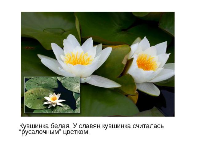 Кувшинка белая. У славян кувшинка считалась “русалочным” цветком. Кувшинка белая. У славян кувшинка считалась “русалочным” цветком.