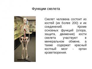 Скелет человека состоит из костей (их более 200) и их соединений. Кроме основных