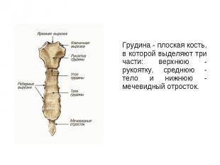 Грудина - плоская кость, в которой выделяют три части: верхнюю - рукоятку, средн