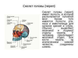 Скелет головы (череп) имеет полость, в которой располагается головной мозг. Кром