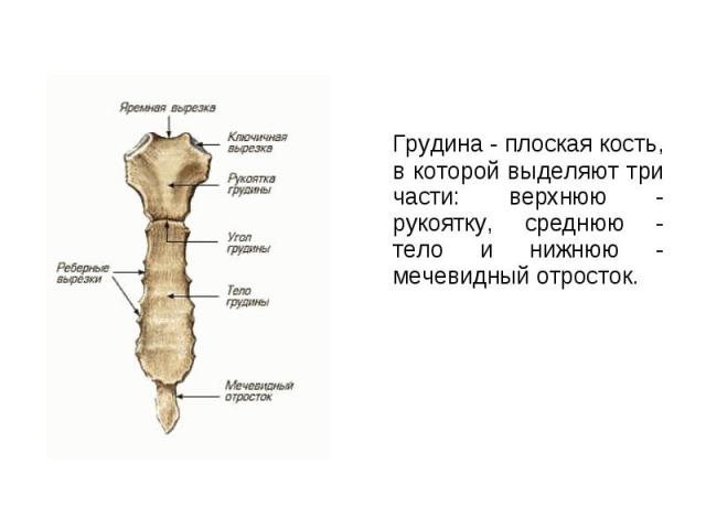 Грудина - плоская кость, в которой выделяют три части: верхнюю - рукоятку, среднюю - тело и нижнюю - мечевидный отросток. Грудина - плоская кость, в которой выделяют три части: верхнюю - рукоятку, среднюю - тело и нижнюю - мечевидный отросток.