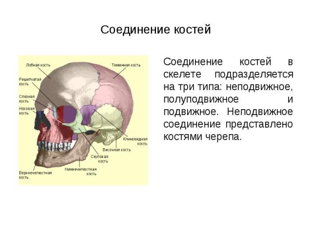 Соединение костей в скелете подразделяется на три типа: неподвижное, полуподвижное и подвижное. Неподвижное соединение представлено костями черепа. Соединение костей в скелете подразделяется на три типа: неподвижное, полуподвижное и подвижное. Непод…