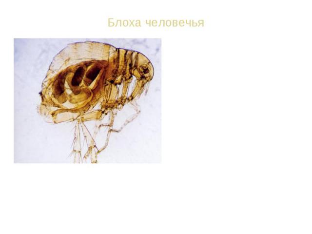 ВИД: Блоха человечья - Pulex irritans Ротовой аппарат колюще-сосущий. Крыльев нет, задние ноги прыгательные. Длина 1-6 мм. Ок. 1000 видов. Взрослые блохи паразитируют на птицах, млекопитающих и человеке, питаясь кровью; переносчики возбудителей инфе…