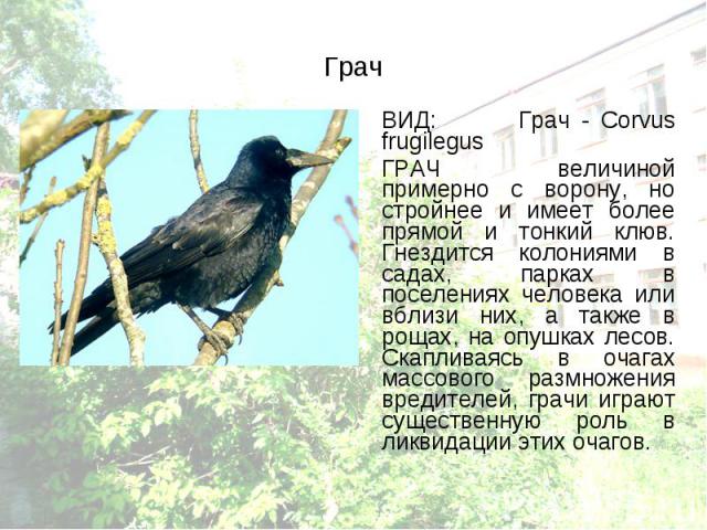 ВИД: Грач - Corvus frugilegus ВИД: Грач - Corvus frugilegus ГРАЧ величиной примерно с ворону, но стройнее и имеет более прямой и тонкий клюв. Гнездится колониями в садах, парках в поселениях человека или вблизи них, а также в рощах, на опушках лесов…