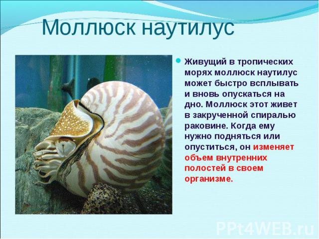 Живущий в тропических морях моллюск наутилус может быстро всплывать и вновь опускаться на дно. Моллюск этот живет в закрученной спиралью раковине. Когда ему нужно подняться или опуститься, он изменяет объем внутренних полостей в своем организме. Жив…