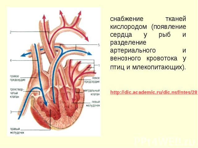 снабжение тканей кислородом (появление сердца у рыб и разделение артериального и венозного кровотока у птиц и млекопитающих). снабжение тканей кислородом (появление сердца у рыб и разделение артериального и венозного кровотока у птиц и млекопитающих).