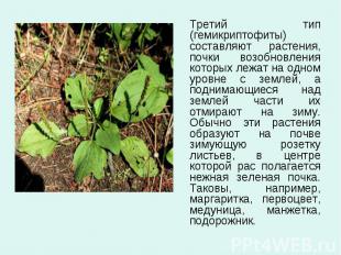 Третий тип (гемикриптофиты) составляют растения, почки возобновления которых леж