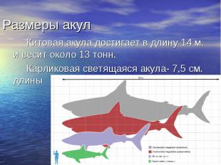 Китовая акула достигает в длину 14 м. и весит около 13 тонн. Китовая акула дости