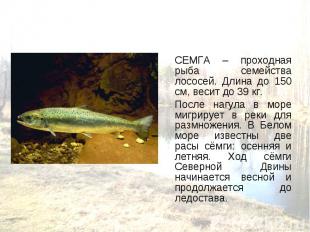 СЕМГА – проходная рыба семейства лососей. Длина до 150 см, весит до 39 кг. СЕМГА