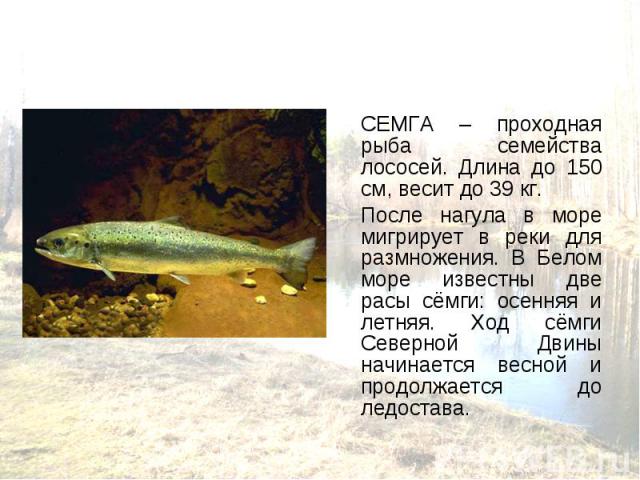 СЕМГА – проходная рыба семейства лососей. Длина до 150 см, весит до 39 кг. СЕМГА – проходная рыба семейства лососей. Длина до 150 см, весит до 39 кг. После нагула в море мигрирует в реки для размножения. В Белом море известны две расы сёмги: осенняя…