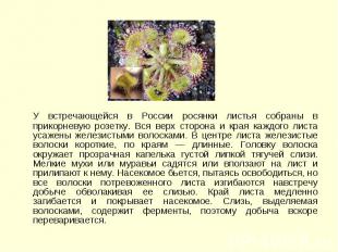 У встречающейся в России росянки листья собраны в прикорневую розетку. Вся верх