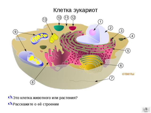 Клетка эукариот