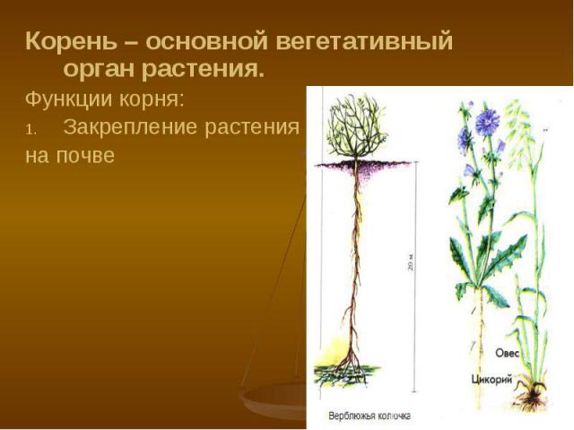 Корень – основной вегетативный орган растения. Корень – основной вегетативный орган растения. Функции корня: Закрепление растения на почве