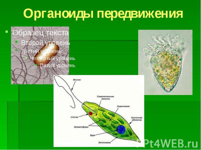 Органоиды передвижения