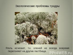 Экологические проблемы тундры Ягель исчезает, т.к. оленей не всегда вовремя пере