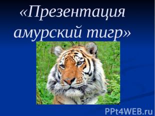 «Презентация амурский тигр»