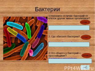 Бактерии Назовите отличие бактерий от клеток других живых организмов? Не имеют о