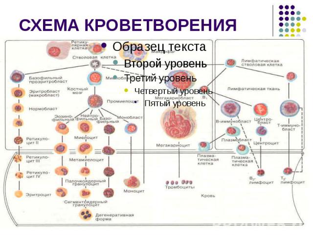 СХЕМА КРОВЕТВОРЕНИЯ