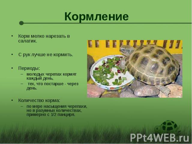 Кормление Корм мелко нарезать в салатик. С рук лучше не кормить. Периоды: молодых черепах кормят каждый день, тех, что постарше - через день. Количество корма: по мере насыщения черепахи, но в разумных количествах, примерно с 1/2 панциря.
