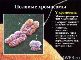Y-хромосомы Y-хромосомы Меньше размером, чем Х-хромосома Содержит меньшее количе
