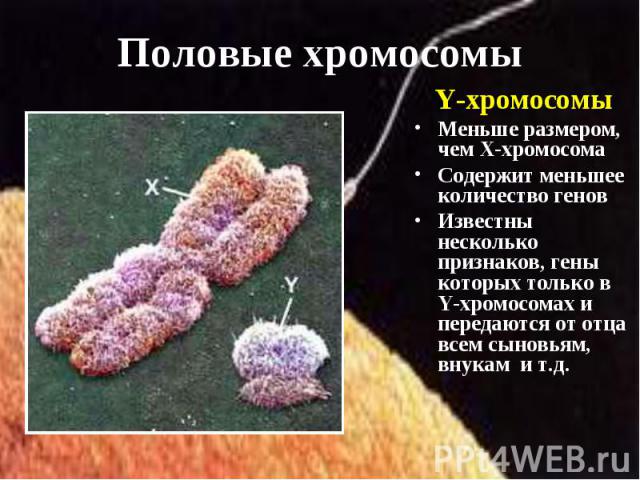 Y-хромосомы Y-хромосомы Меньше размером, чем Х-хромосома Содержит меньшее количество генов Известны несколько признаков, гены которых только в Y-хромосомах и передаются от отца всем сыновьям, внукам и т.д.