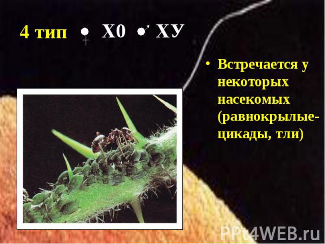Встречается у некоторых насекомых (равнокрылые- цикады, тли) Встречается у некоторых насекомых (равнокрылые- цикады, тли)
