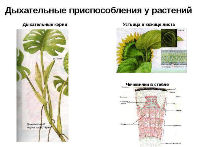 Дыхательные приспособления у растений Дыхательные корни Устьица в кожице листа Чечевички в стебле
