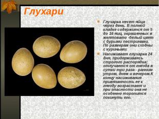 Глухарка несет яйца через день. В полной кладке содержится от 5 до 16 яиц, окраш