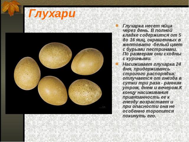 Глухарка несет яйца через день. В полной кладке содержится от 5 до 16 яиц, окрашенных в желтовато ­белый цвет с бурыми пестринами. По размерам они сходны с куриными. Глухарка несет яйца через день. В полной кладке содержится от 5 до 16 яиц, окра…