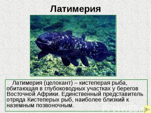 Латимерия Латимерия (целокант) – кистеперая рыба, обитающая в глубоководных учас