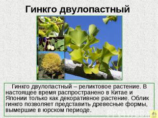 Гинкго двулопастный Гинкго двулопастный – реликтовое растение. В настоящее время
