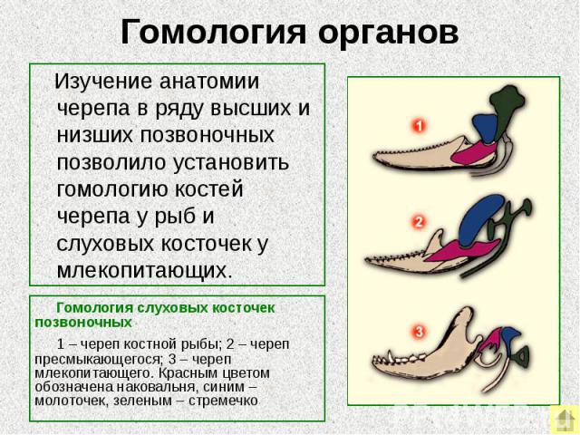 Гомология органов Гомология слуховых косточек позвоночных 1 – череп костной рыбы; 2 – череп пресмыкающегося; 3 – череп млекопитающего. Красным цветом обозначена наковальня, синим –молоточек, зеленым – стремечко