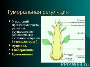 У растений процессами роста и развития осуществляют биологически активные вещест