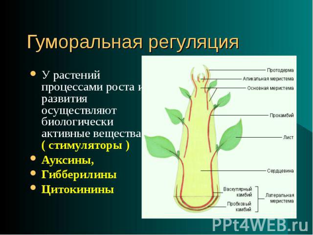 У растений процессами роста и развития осуществляют биологически активные вещества ( стимуляторы ) У растений процессами роста и развития осуществляют биологически активные вещества ( стимуляторы ) Ауксины, Гибберилины Цитокинины