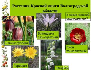 Растения Красной книги Волгоградской области