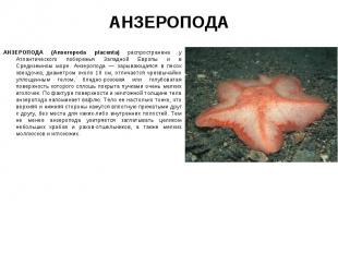 АНЗЕРОПОДА (Anseropoda placenta) распространена у Атлантического побережья Запад