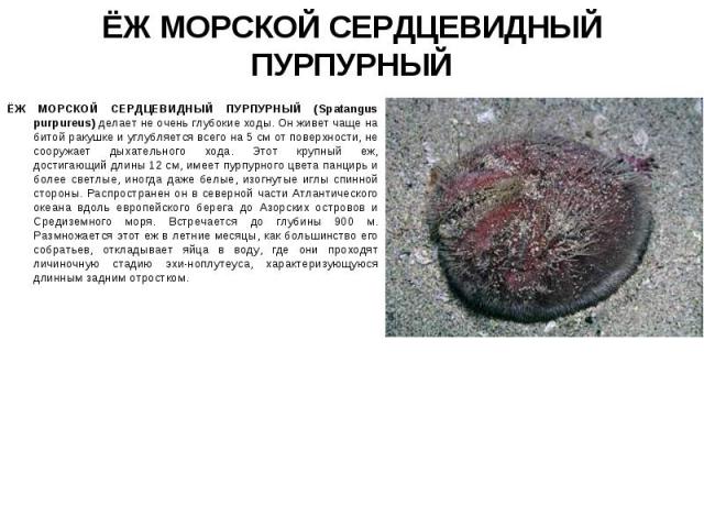 ЁЖ МОРСКОЙ СЕРДЦЕВИДНЫЙ ПУРПУРНЫЙ (Spatangus purpureus) делает не очень глубокие ходы. Он живет чаще на битой ракушке и углубляется всего на 5 см от поверхности, не сооружает дыхательного хода. Этот крупный еж, достигающий длины 12 см, имеет пурпурн…