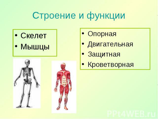 Скелет Скелет Мышцы