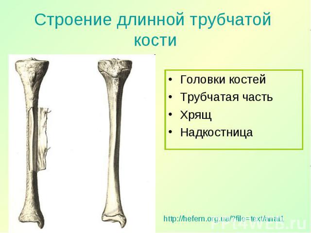 Головки костей Головки костей Трубчатая часть Хрящ Надкостница