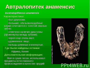 Australopithecus anamensis Australopithecus anamensis Характеристика: -был двуно