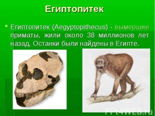 Египтопитек (Aegyptopithecus) - вымершие приматы, жили около 38 миллионов лет на