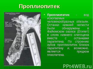 Проплиопитек - вид ископаемых человекообразных обезьян. Останки нижней челюсти б