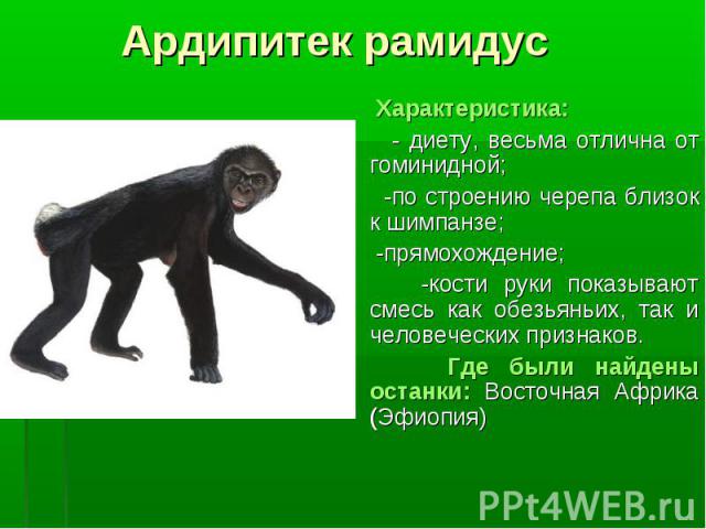 Характеристика: Характеристика: - диету, весьма отлична от гоминидной; -по строению черепа близок к шимпанзе; -прямохождение; -кости руки показывают смесь как обезьяньих, так и человеческих признаков. Где были найдены останки: Восточная Африка (Эфиопия)