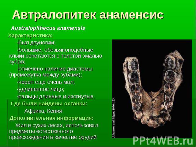 Australopithecus anamensis Australopithecus anamensis Характеристика: -был двуногим; -большие, обезьяноподобные клыки сочетаются с толстой эмалью зубов; -отмечено наличие диастемы (промежутка между зубами); -череп еще очень мал; -удлиненное лицо; -п…