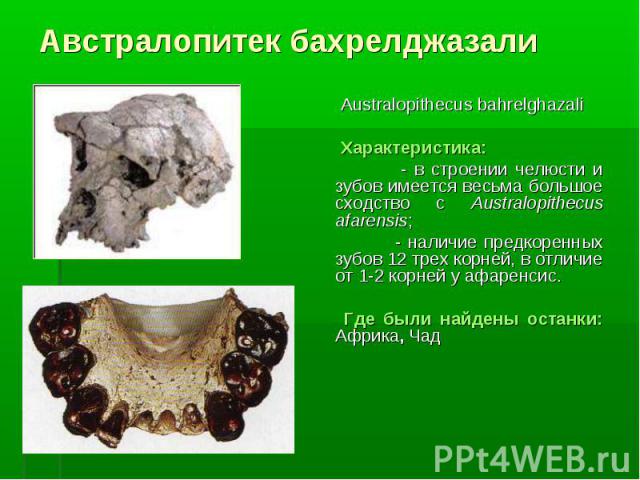 Australopithecus bahrelghazali Australopithecus bahrelghazali Характеристика: - в строении челюсти и зубов имеется весьма большое сходство с Australopithecus afarensis; - наличие предкоренных зубов 12 трех корней, в отличие от 1-2 корней у афаренсис…