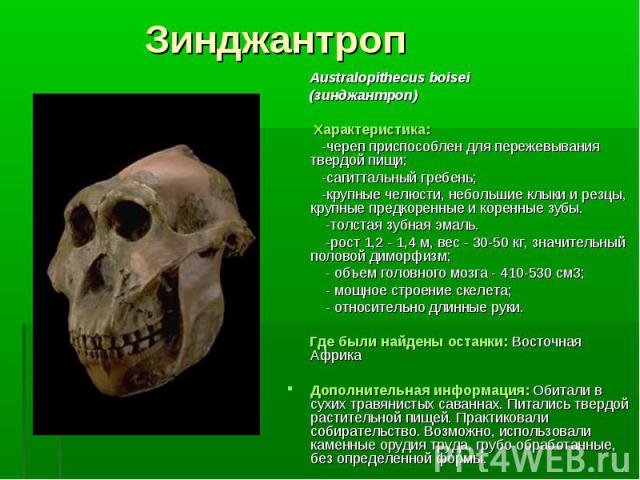 Australopithecus boisei Australopithecus boisei (зинджантроп) Характеристика: -череп приспособлен для пережевывания твердой пищи; -сагиттальный гребень; -крупные челюсти, небольшие клыки и резцы, крупные предкоренные и коренные зубы. -толстая зубная…