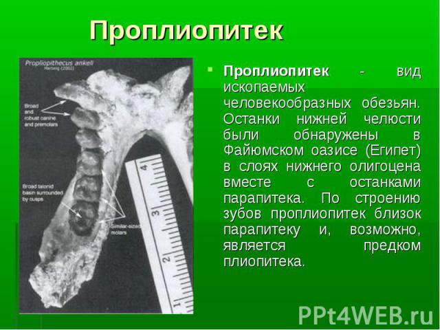 Проплиопитек - вид ископаемых человекообразных обезьян. Останки нижней челюсти были обнаружены в Файюмском оазисе (Египет) в слоях нижнего олигоцена вместе с останками парапитека. По строению зубов проплиопитек близок парапитеку и, возможно, являетс…