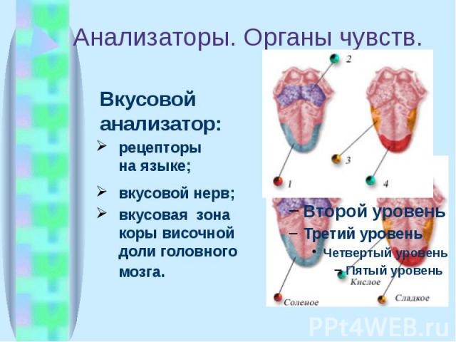 Анализаторы. Органы чувств. Вкусовой анализатор: рецепторы на языке; вкусовой нерв; вкусовая зона коры височной доли головного мозга.